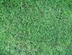Grass 005